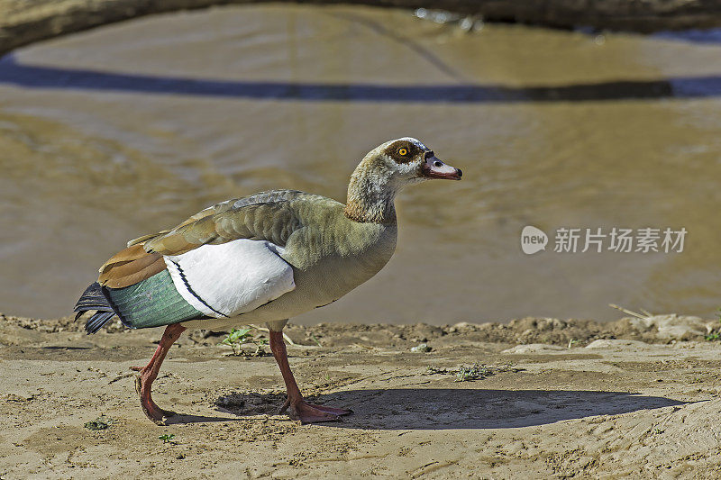 埃及鹅(Alopochen aegyptiaca)是鸭科、鹅科和天鹅科的一员。肯尼亚桑布鲁国家保护区